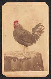 Carte de visite, Chicken