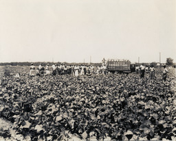 Workers in pepper fields, ca. 1936.