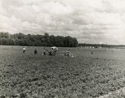 Workers in fields, 1950.