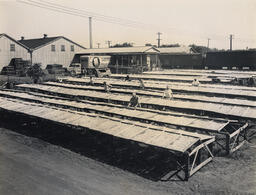 Seed drying racks, ca. 1950.