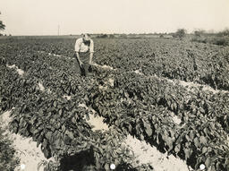 Inspection of Cannon red peppers, ca. 1950.