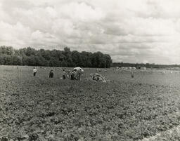 Workers in fields, 1950.