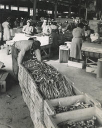 Man lifting crates of asparagus, ca. 1940.
