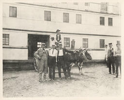 Steamer Fredrica, yoke of oxen, 1906