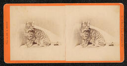 Stereoscope card of a small tabby cat sitting on a chair. "Our Betty" is written on the back of the card in pen.