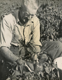 Inspection of sweet red peppers, ca. 1950.